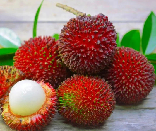 Pulasan Nephelium Mutabile Grafted Fruit Tree Seeds