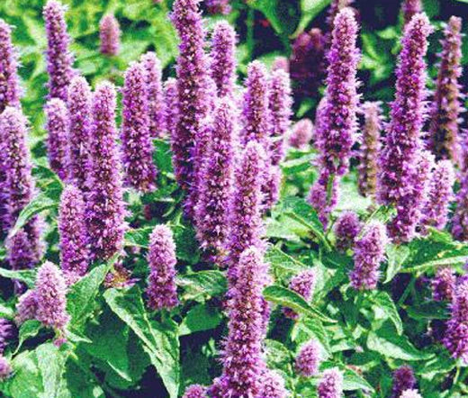 Agastache Giant Hyssop Lavender Blue Agastache Mexicana β Perennial Flower Seeds