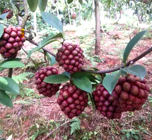 Kadsura Coccinea – Hardy Ornamental Fruit Vine Seeds