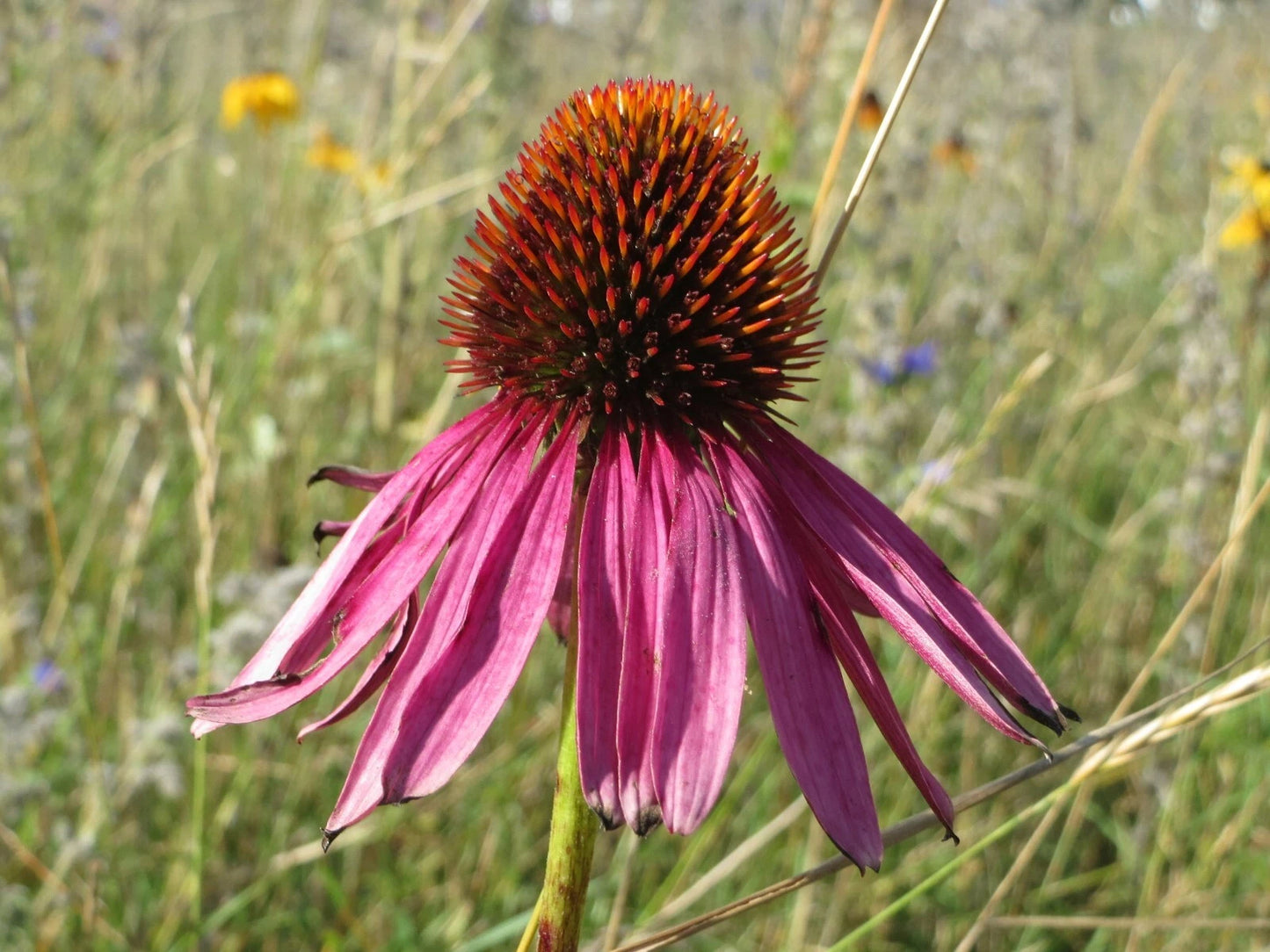 Purple Coneflower Echinacea Purpurea – Perennial Flower Seeds