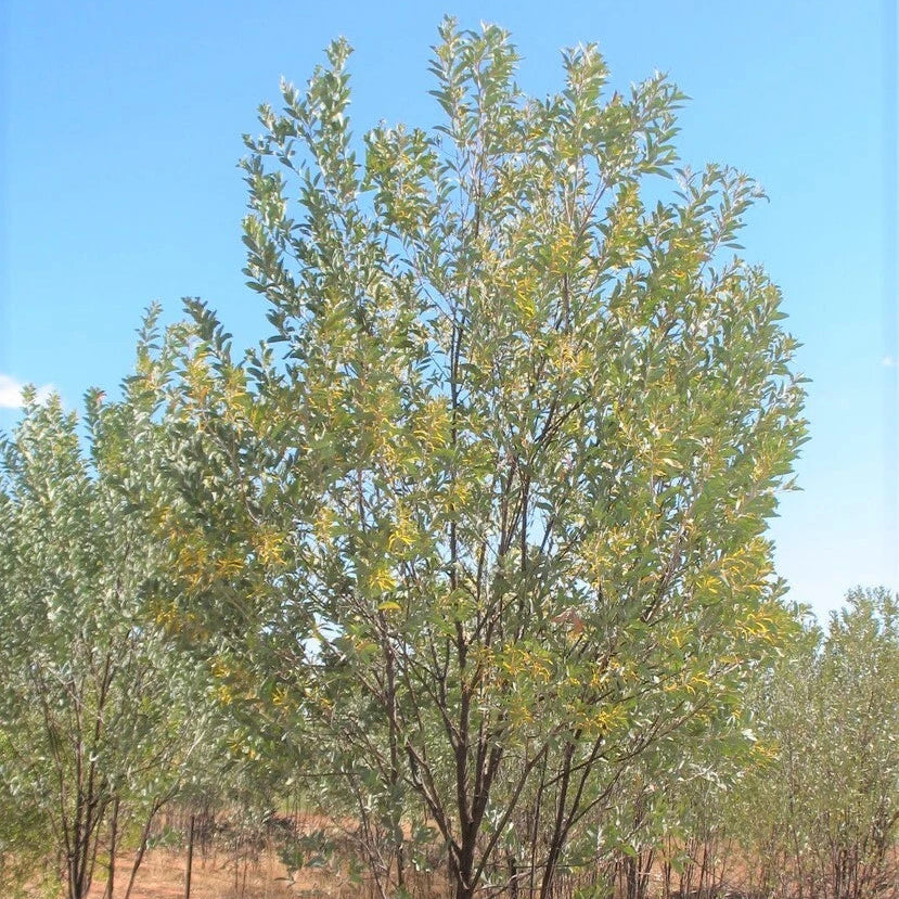 Acacia Holosericea – Silver Wattle Shrub Seeds