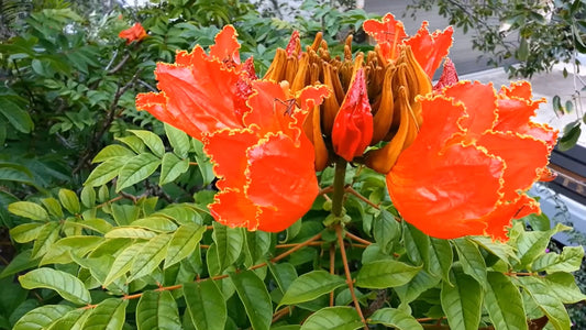 African Tulip Spathodea Campanulata – Flowering Tree Seeds