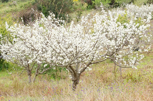 Plum Fruit Tree Prunus Americana – Hardy Fruit Garden Seeds