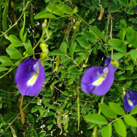Clitoria Ternatea – Blue Butterfly Pea Climbing Flower Seeds