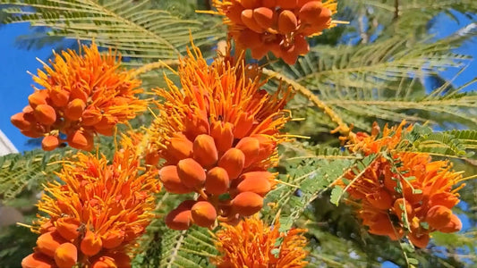 Colvillea Racemosa – Orange Colville’s Glory Tree Seeds