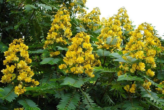 Senna Siamea Cassia Kassod Thailand Shower Tree – Flower Seeds