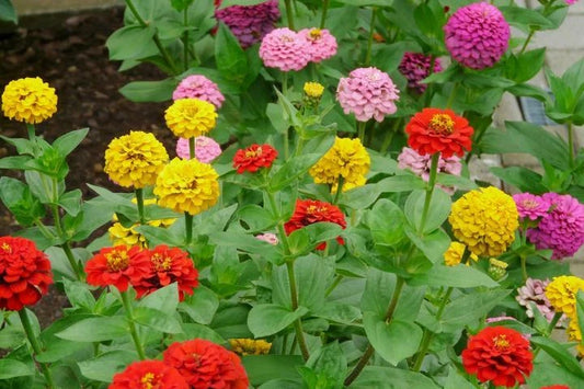 Dahlia Flowered Mix Zinnia – Colorful Wildflower Garden Seeds