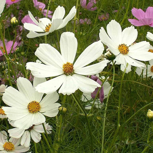 Purity Cosmos – Colorful Wildflower Garden Seeds