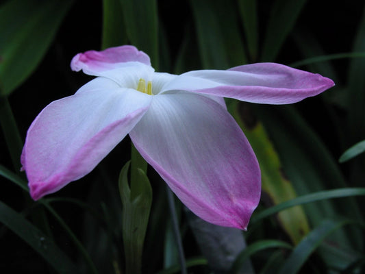 Rain Lily Zephyranthes Labufarosea – Seasonal Garden Flower Seeds