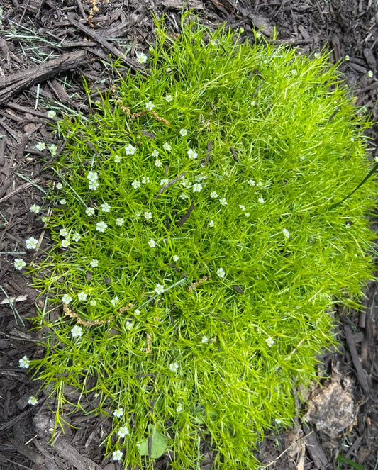 Irish Moss Sagina Subulata – Groundcover Pearlwort Seeds