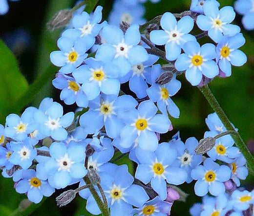 Forget Me Not Myosotis Sylvatica – Blue Garden Flower Seeds
