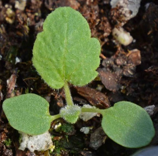 Desert Globemallow Sphaeralcea Ambigua – Hardy Flower Seeds