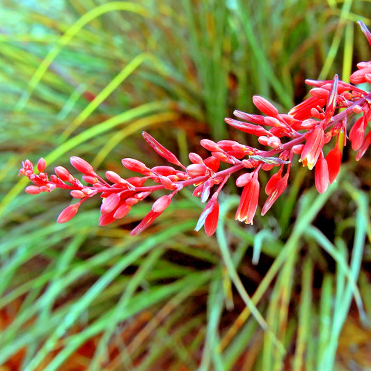 Red Yucca Hesperaloe Parviflora – Perennial Flower Seeds