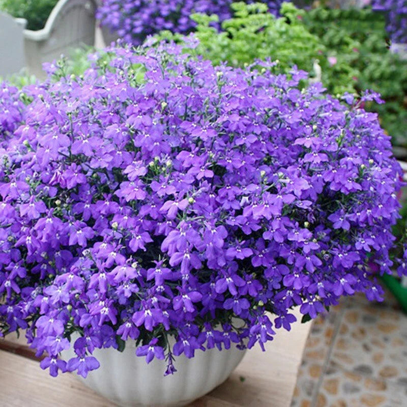 Magenta Blue Lobelia Regatta Lobelia Erinus – Garden Flower Seeds