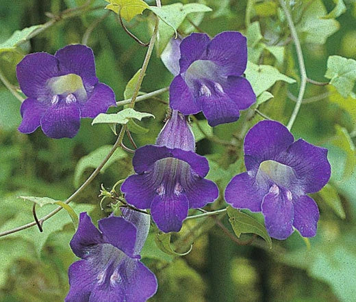 Asarina Climbing Snapdragon Violet Asarina Scandens – Climbing Garden Flower Seeds