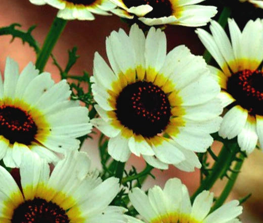 Daisy Painted Polar Star Chrysanthemum Carinatum – Colorful Garden Flower Seeds