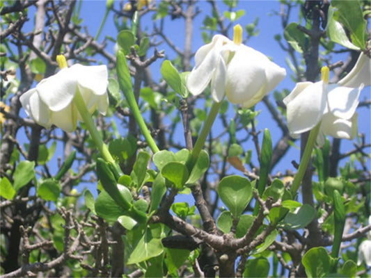 Gardenia Volkensii – Fragrant Shrub or Small Tree Seeds
