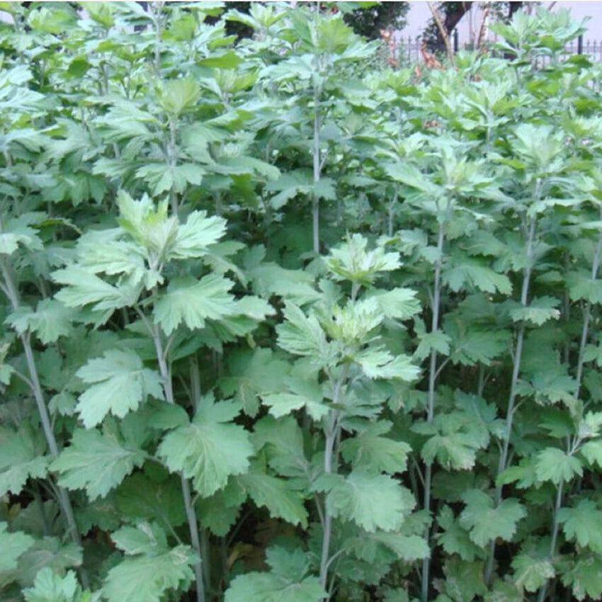 Wormwood Artemisia Princeps β Herb Garden Seeds