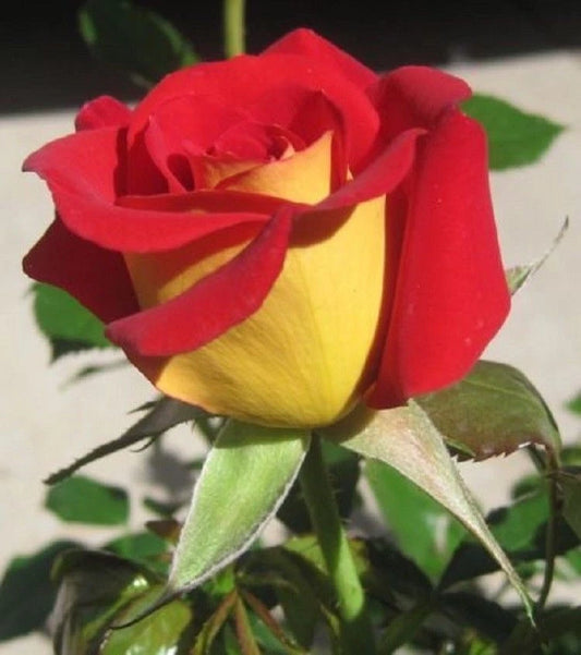 Yellow Red – Perennial Flower Seeds