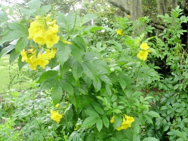 Yellow Bells Tecoma Stans Esperanza – Flowering Shrub Garden Seeds