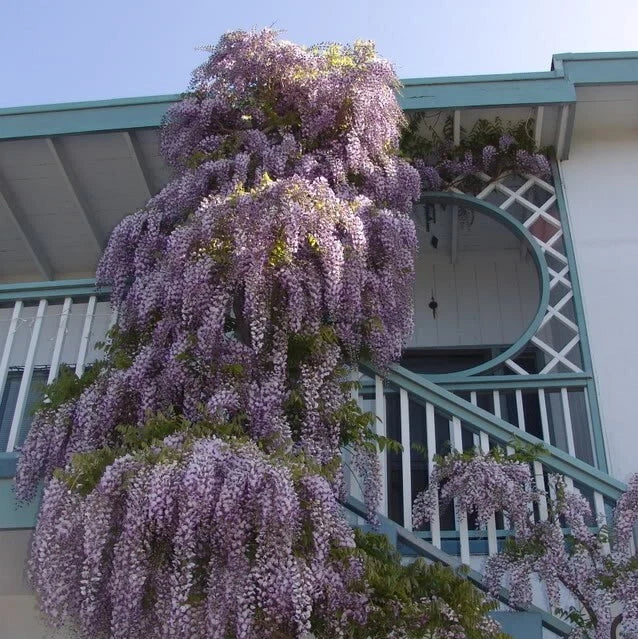 Wisteria Sinensis – Fragrant Hardy Climbing Vine Garden Seeds