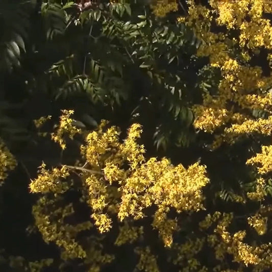 Golden Rain Tree Koelreuteria Paniculata – Ornamental Flowering Tree Seeds