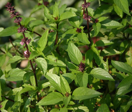 Basil Cinnamon Ocimum Basilicum Herb Garden Seeds