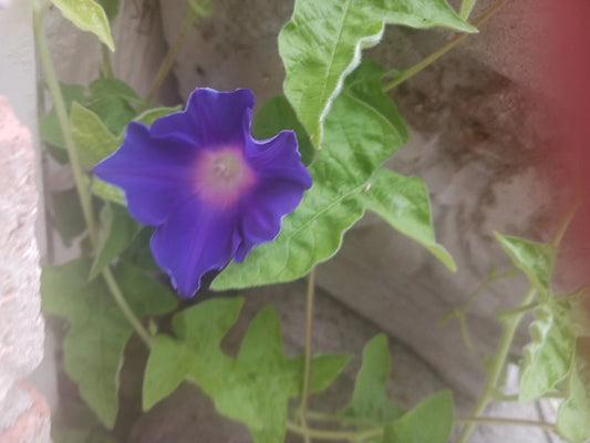 Morning Glory Blue Picotee – Climbing Flower Seeds