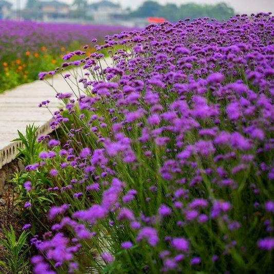 Purpletop Vervain (Verbena bonariensis) Seeds for Planting – Ornamental Garden Variety