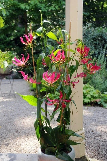 Gloriosa Rothschildiana Glory Vine Climbing Flame Lily – Climbing Flower Seeds