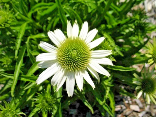 Snow Cone White Coneflower Echinacea – Hardy Perennial Flower Seeds