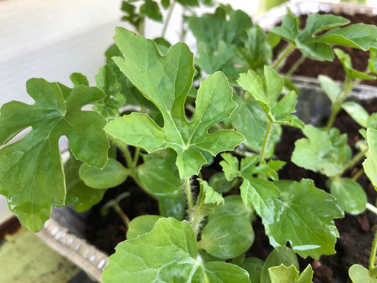 Sugar Baby Watermelon Citrullus Lanatus – Hardy Vegetable Garden Seeds