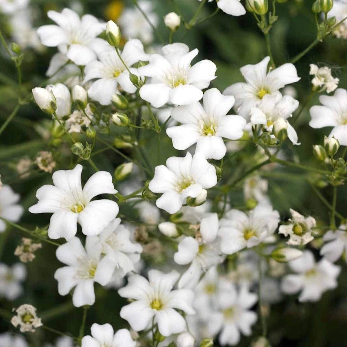 Baby’s Breath – Annual Garden Flower Seeds