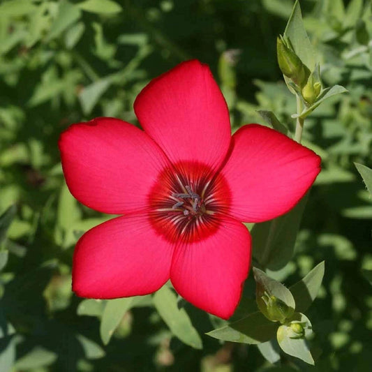 Scarlet Flax – Hardy Wildflower Garden Seeds