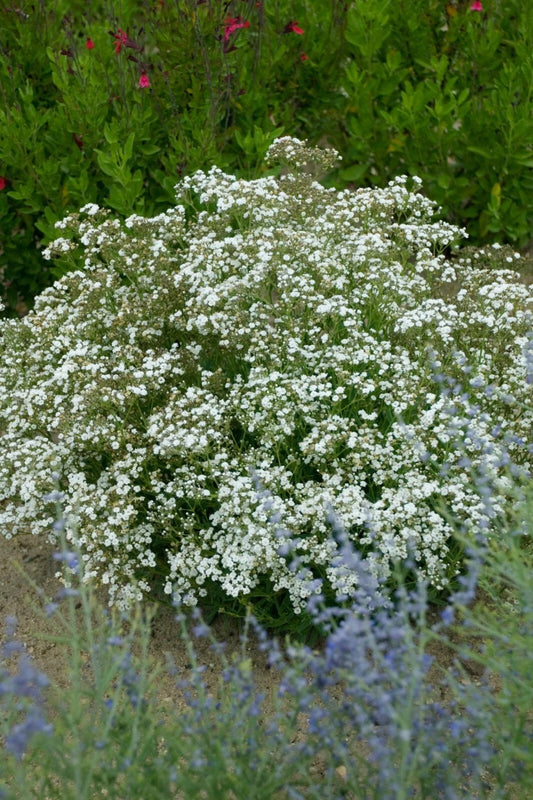 Baby's Breath Gypsophila – Perennial Garden Flower Seeds