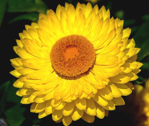 Strawflower Mix – Colorful Garden Flower Seeds