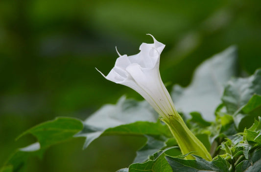 Datura Stramonium – Thornapple Flower Seeds