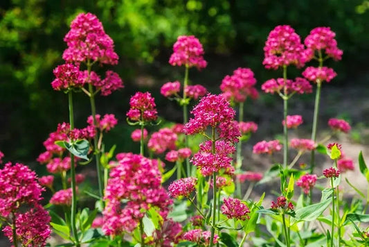 Valerian Centranthus Ruber Pink Betty – Perennial Flower Seeds