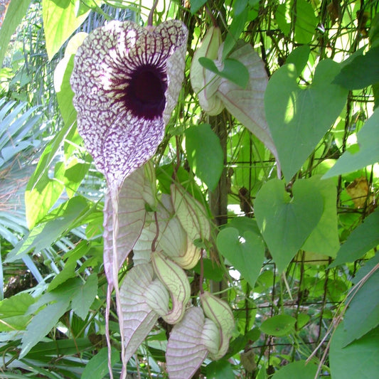 Aristolochia – Hardy Climbing Flower Vine Seeds