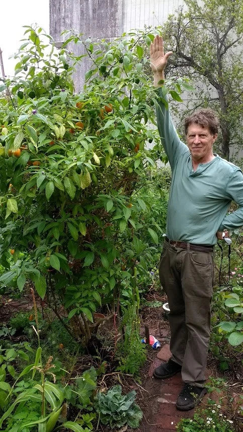 Orange Manzano Pepper – Hot Garden Vegetable Seeds