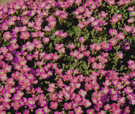 Aubrieta Rock Cress Whitewell Gem Aubrieta Hybrida – Hardy Garden Flower Seeds