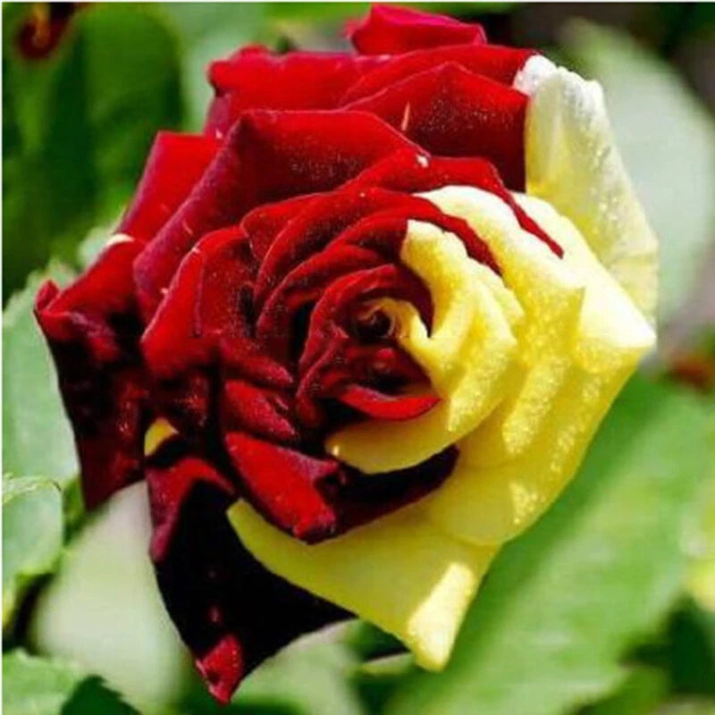 Mixed Multicolored Rose – Colorful, Mixed, Perennial, Garden Flower Se