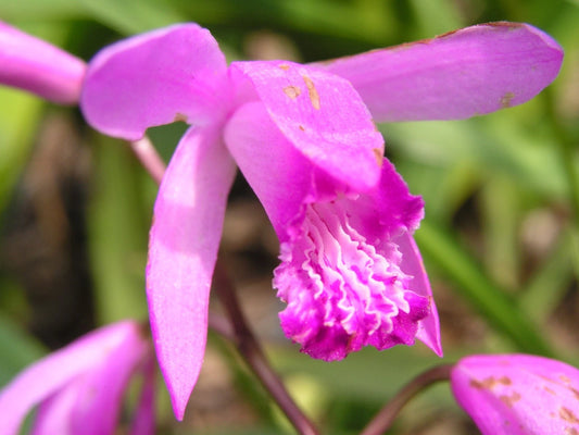 Bletilla Striata Pink Chinese Ground Orchid 2 Tubers