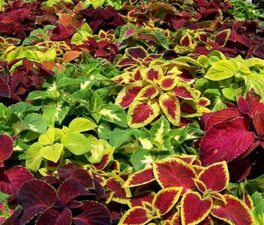 Coleus Wizard Mix Solenostemon Scutellarioides – Colorful Foliage Garden Seeds