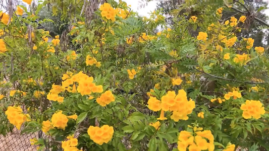 Tecoma Stans – Yellow Elder Trumpet Flowering Tree Seeds