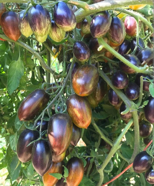 Brad’s Atomic Grape Tomato – Hardy Vegetable Garden Seeds