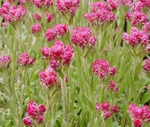 Antennaria Antennaria Dioica Rubra – Pussytoes Red Garden Flower Seeds