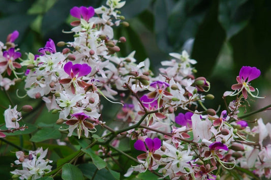 Lysidice Rhodostegia – Fragrant Flowering Shrub Tree Seeds