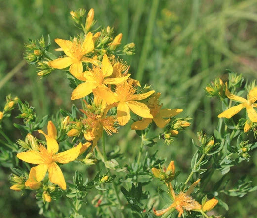 St Johns Wort Hypericum Perforatum – Flowering Herb Seeds