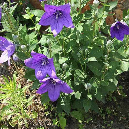 Balloon Flower Platycodon Grandiflorus – Perennial Garden Flower Seeds